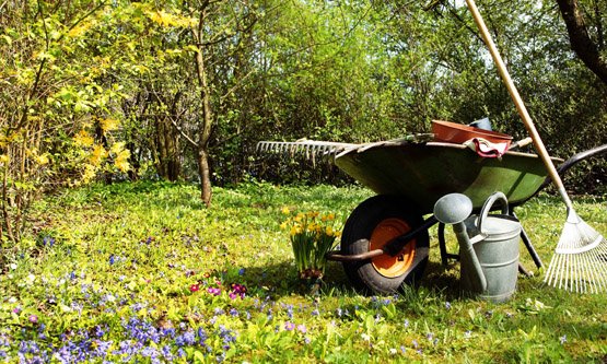 Mantención profesional de jardines